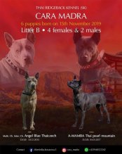 Thajský ridgeback - Thajský ridžbek