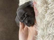 Thajský ridgeback - Thajský ridžbek