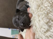 Thajský ridgeback - Thajský ridžbek