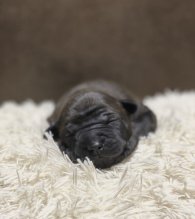 Thajský ridgeback - Thajský ridžbek