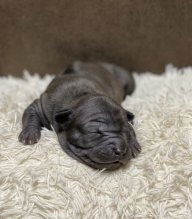 Thajský ridgeback - Thajský ridžbek