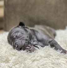 Thajský ridgeback - Thajský ridžbek