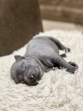 Thajský ridgeback - Thajský ridžbek