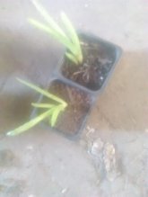 Predám aloe vera