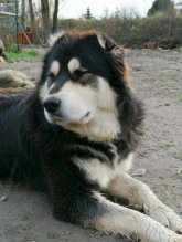 Stredoazijsky ovciak