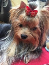 YORKSHIRE TERRIER s PP