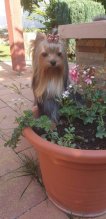 YORKSHIRE TERRIER s PP