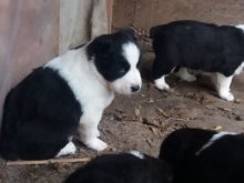 Stredoázijský ovčiak šteniatka + granule zadarmo