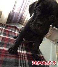 Cane Corso