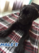 Cane Corso
