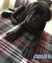 Cane Corso