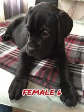 Cane Corso