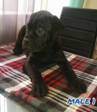 Cane Corso