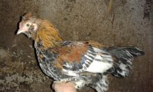 Zakrslá chocholato-papučatá hydina - liliputi