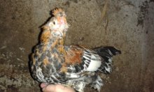 Zakrslá chocholato-papučatá hydina - liliputi