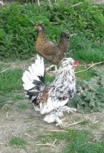 Zakrslá chocholato-papučatá hydina - liliputi