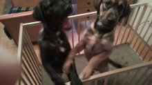 Darujem krásnych 4 mesačných psíkov