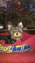Yorkshire terrier s PP