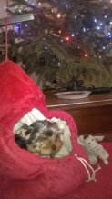 Yorkshire terrier s PP