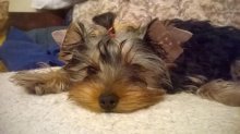 Yorkshire terrier s PP