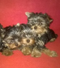 Yorkshire terrier s PP