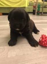 Darujem šteniatka