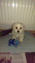 Mini Maltezak