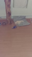 Mini Maltezak