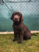 Labradorský retriever s PP