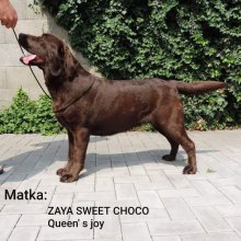 Labradorský retriever s PP