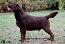 Labradorský retriever s PP