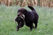 Labradorský retriever s PP