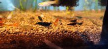 Krevety Neocaridina davidi