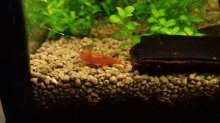 Krevety Neocaridina davidi