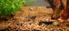 Krevety Neocaridina davidi
