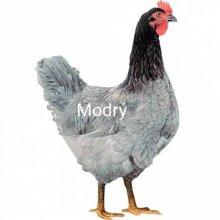 Nosnice, Mládky Dominant
