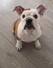 Anglický buldog