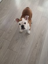 Anglický buldog