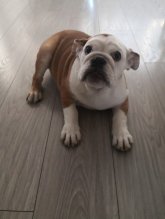 Anglický buldog