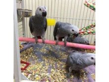 Papoušci africké šedé připraveni na nový domov