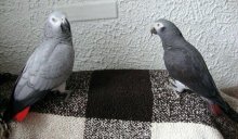 Papoušci africké šedé připraveni na nový domov
