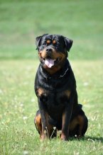 Šteniatka rotvajlera s PP / Rottweiler