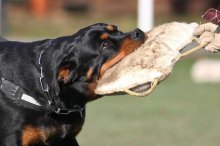 Šteniatka rotvajlera s PP / Rottweiler