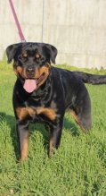 Šteniatka rotvajlera s PP / Rottweiler