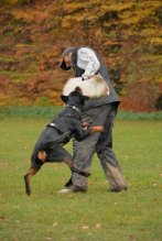 Šteniatka rotvajlera s PP / Rottweiler