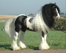 Irish Tinker / Vanner gypsy kůň