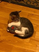 Darujem mačiatka