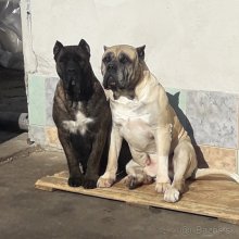 Kanarska doga
