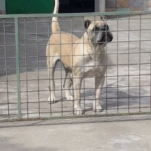 Kanarska doga