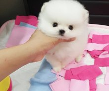 Pomeranian mini